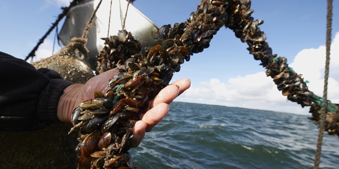 Økologiske muslinger dyrket på line i Limfjorden. Foto DSC.