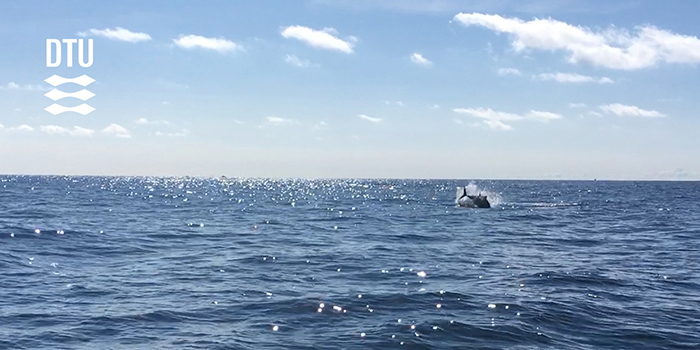 Jumping bluefin tuna from DTU Aquas 2018 tagging project. Photo: Brian MacKenzie, DTU Aqua